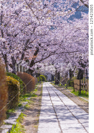 京都:櫻花盛開的哲學之道 京都:櫻花盛開的哲學之道 125423805