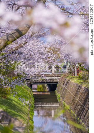 Kyoto: Philosopher's Path surrounded by cherry blossoms in full bloom Kyoto: Philosopher's Path surrounded by cherry blossoms in full bloom 125423807