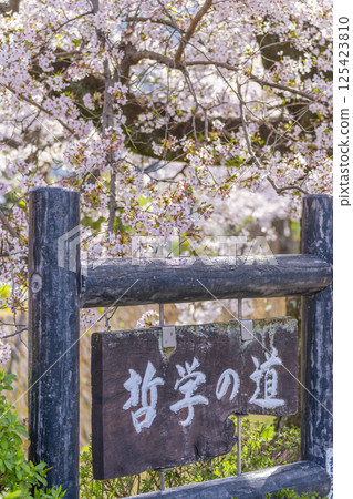 Kyoto: Philosopher's Path surrounded by cherry blossoms in full bloom 125423810