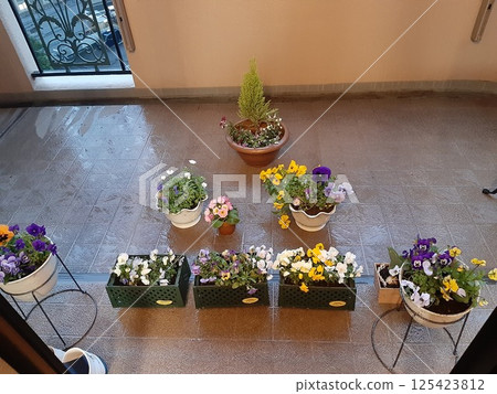 園藝, 花園, 花卉, 露台, 黃昏 125423812