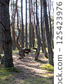 Crooked tree trunks due to natural anomalies. Pine trees, sunny day. Dancing forest. Kaliningrad region, Russia 125423976