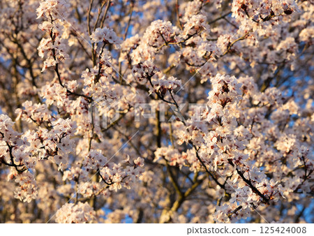 Blossoming Tree in Warm Golden Sunset Light 125424008