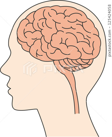 從側面看人腦內部的大腦插圖 125424058