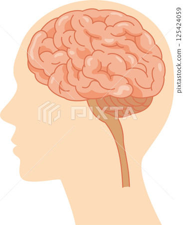Illustration of the brain inside the human head seen from the side 125424059