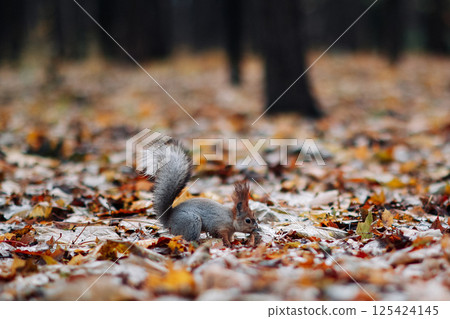 A red squirrel in the autumn forest in its natural habitat. A close-up portrait of a squirrel. The forest is full of muted colors on the eve of winter. A red squirrel in the autumn forest in its natural habitat. A close-up portrait of a squirrel. The forest is full of muted colors on the eve of winter. 125424145