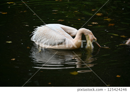 Graceful Pelican Fishing in Rippling Water with Calm Surroundings Graceful Pelican Fishing in Rippling Water with Calm Surroundings 125424246
