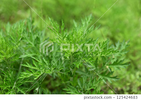 春艾（艾草） 125424683