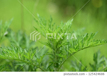 春艾（艾草） 125424686