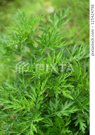 Spring mugwort (Mugwort) Spring mugwort (Mugwort) 125424798