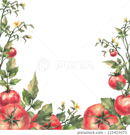 Tomato plant with red fruit, green leaves and yellow flowers square frame. Watercolor botanical agricultural vegetables crop label. Realistic hand drawn card template illustration Isolated background Tomato plant with red fruit, green leaves and yellow flowers square frame. Watercolor botanical agricultural vegetables crop label. Realistic hand drawn card template illustration Isolated background 125425073