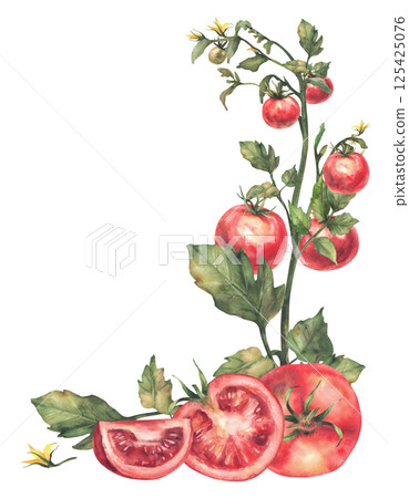 Tomato plant with red whole and cut sliced fruit, leaves and flowers. Watercolor botanical ripe and unripe vegetables crop label. Realistic hand drawn template Illustration isolated from background Tomato plant with red whole and cut sliced fruit, leaves and flowers. Watercolor botanical ripe and unripe vegetables crop label. Realistic hand drawn template Illustration isolated from background 125425076