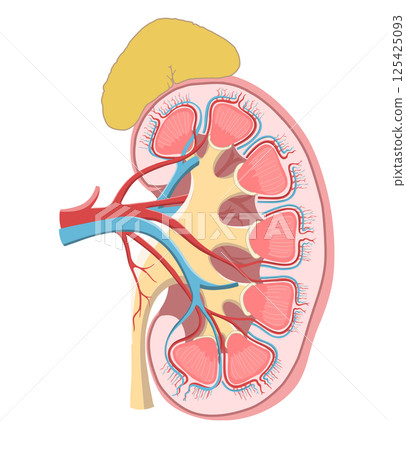 人體左腎和腎上腺的簡單易懂的橫斷面圖 人體左腎和腎上腺的簡單易懂的橫斷面圖 125425093