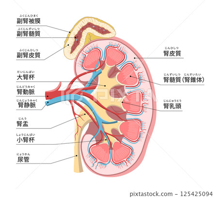 人體左腎和腎上腺的簡單易懂的橫斷面圖 人體左腎和腎上腺的簡單易懂的橫斷面圖 125425094