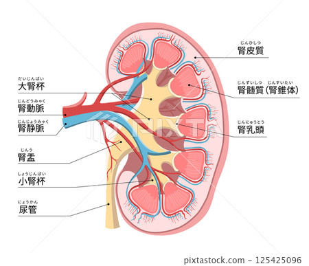 人體左腎和腎上腺的簡單易懂的橫斷面圖 人體左腎和腎上腺的簡單易懂的橫斷面圖 125425096