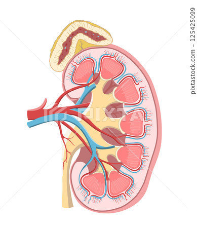 人體左腎和腎上腺的簡單易懂的橫斷面圖 人體左腎和腎上腺的簡單易懂的橫斷面圖 125425099