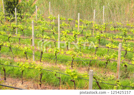 Vineyard in spring on hillside, Italy. Nature and wine making, farming in Europe. Vineyard in spring on hillside, Italy. Nature and wine making, farming in Europe. 125425157