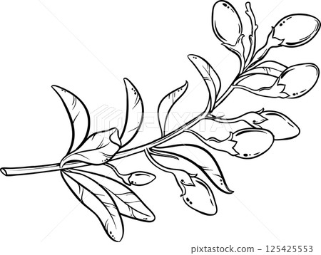 Goji Branch Outline Illustration Goji Branch Outline Illustration 125425553