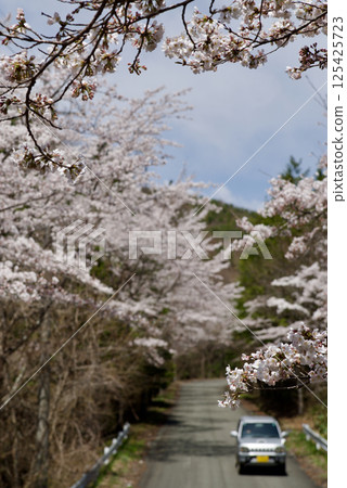 比和夢想之路、吾妻路櫻花之路、夢想之路復興 比和夢想之路、吾妻路櫻花之路、夢想之路復興 125425723