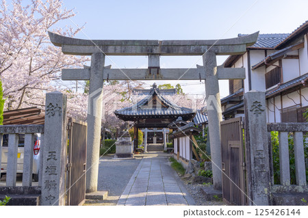 Kyoto: Cherry blossoms in full bloom and the approach to Hodenji Temple 125426144