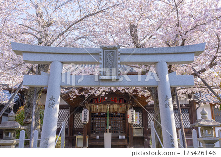 Kyoto: Hodenji Temple surrounded by cherry blossoms in full bloom 125426146
