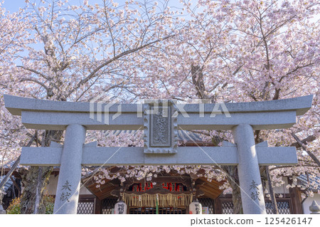Kyoto: Hodenji Temple surrounded by cherry blossoms in full bloom 125426147