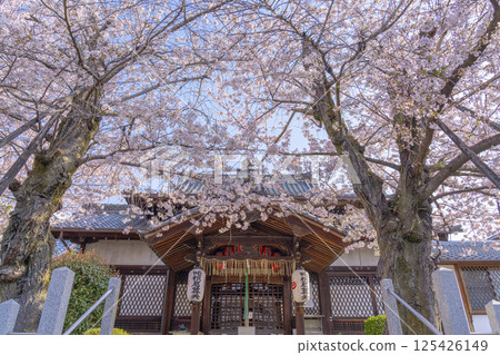京都：櫻花盛開的法傳寺 125426149