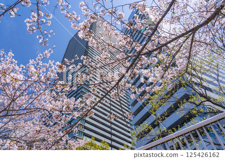 中之島散步道:櫻花盛開,中之島國際會議中心 中之島散步道:櫻花盛開,中之島國際會議中心 125426162