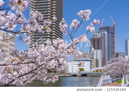 Nakanoshima Promenade: Cherry blossom trees in full bloom and Dojima Bridge 125426168