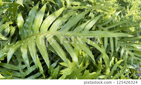 Green hawaii fern leaves with sunlight in the garden 125426324