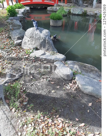 神社裡的鴿子，鴿子，神社景色，風景 125426369