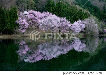 Ooyamazakura blooming on the lake surface, Lake Nakatsuna, Omachi City, Nagano Prefecture Ooyamazakura blooming on the lake surface, Lake Nakatsuna, Omachi City, Nagano Prefecture 125426789