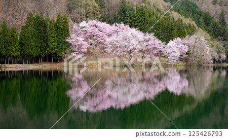 Ooyamazakura blooming on the lake surface, Lake Nakatsuna, Omachi City, Nagano Prefecture 125426793