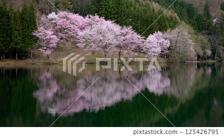 Ooyamazakura blooming on the lake surface, Lake Nakatsuna, Omachi City, Nagano Prefecture 125426795