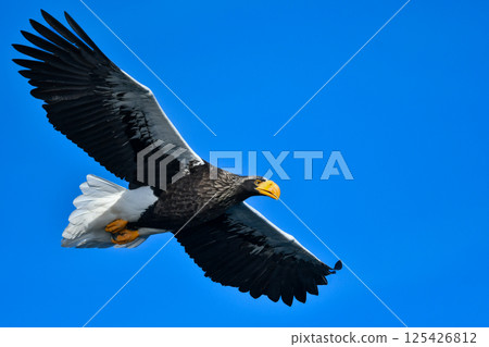 The beautiful and brave king of the skies, the Steller's sea eagle, can be seen in winter in the Shiretoko Peninsula and Nemuro. The beautiful and brave king of the skies, the Steller's sea eagle, can be seen in winter in the Shiretoko Peninsula and Nemuro. 125426812