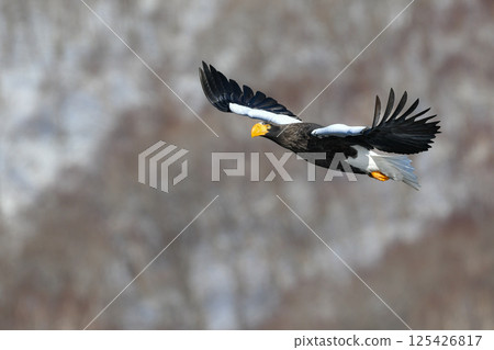 The beautiful and brave king of the skies, the Steller's sea eagle, can be seen in winter in the Shiretoko Peninsula and Nemuro. 125426817