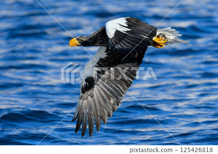The beautiful and brave king of the skies, the Steller's sea eagle, can be seen in winter in the Shiretoko Peninsula and Nemuro. 125426818