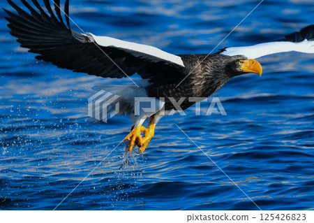 美麗而勇敢的天空之王－虎頭海雕，在冬季可以在知床半島和根室看到。 125426823