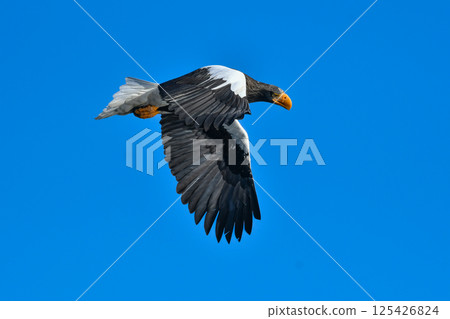 美麗而勇敢的天空之王－虎頭海雕，在冬季可以在知床半島和根室看到。 125426824