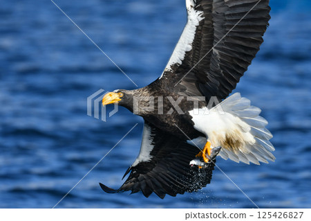 美麗而勇敢的天空之王-虎頭海雕,在冬季可以在知床半島和根室看到。 美麗而勇敢的天空之王-虎頭海雕,在冬季可以在知床半島和根室看到。 125426827