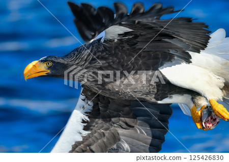 The beautiful and brave king of the skies, the Steller's sea eagle, can be seen in winter in the Shiretoko Peninsula and Nemuro. The beautiful and brave king of the skies, the Steller's sea eagle, can be seen in winter in the Shiretoko Peninsula and Nemuro. 125426830