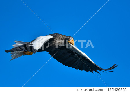 The beautiful and brave king of the skies, the Steller's sea eagle, can be seen in winter in the Shiretoko Peninsula and Nemuro. The beautiful and brave king of the skies, the Steller's sea eagle, can be seen in winter in the Shiretoko Peninsula and Nemuro. 125426831