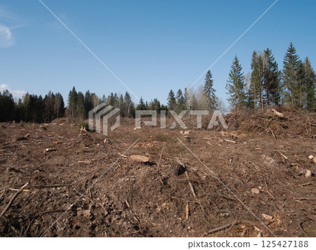 The image depicts a landscape of deforested land featuring numerous tree stumps beneath a bright, clear blue sky The image depicts a landscape of deforested land featuring numerous tree stumps beneath a bright, clear blue sky 125427188