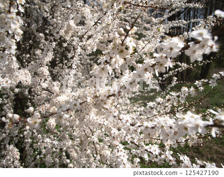 A breathtaking and stunning display of cherry blossoms in full bloom, symbolizing the unmatched beauty of springtime 125427190