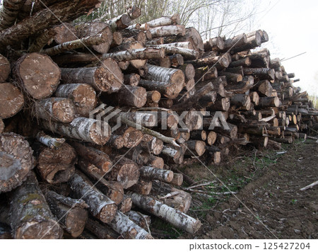 Logging industry stacked pine logs in the forest Logging industry stacked pine logs in the forest 125427204
