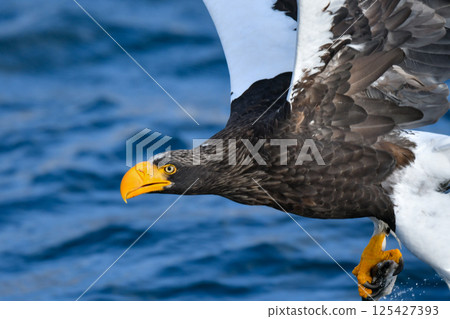 The beautiful and brave king of the skies, the Steller's sea eagle, can be seen in winter in the Shiretoko Peninsula and Nemuro. 125427393