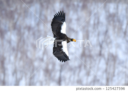 The beautiful and brave king of the skies, the Steller's sea eagle, can be seen in winter in the Shiretoko Peninsula and Nemuro. 125427396