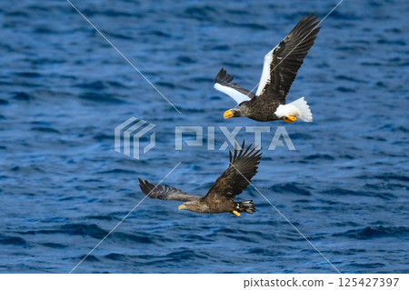 The beautiful and brave king of the skies, the Steller's sea eagle, can be seen in winter in the Shiretoko Peninsula and Nemuro. 125427397