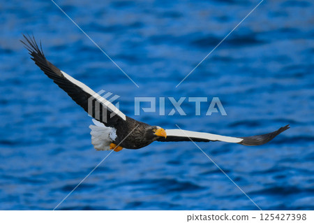 The beautiful and brave king of the skies, the Steller's sea eagle, can be seen in winter in the Shiretoko Peninsula and Nemuro. 125427398