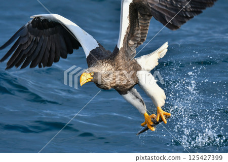 The beautiful and brave king of the skies, the Steller's sea eagle, can be seen in winter in the Shiretoko Peninsula and Nemuro. 125427399