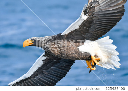 The beautiful and brave king of the skies, the Steller's sea eagle, can be seen in winter in the Shiretoko Peninsula and Nemuro. 125427400
